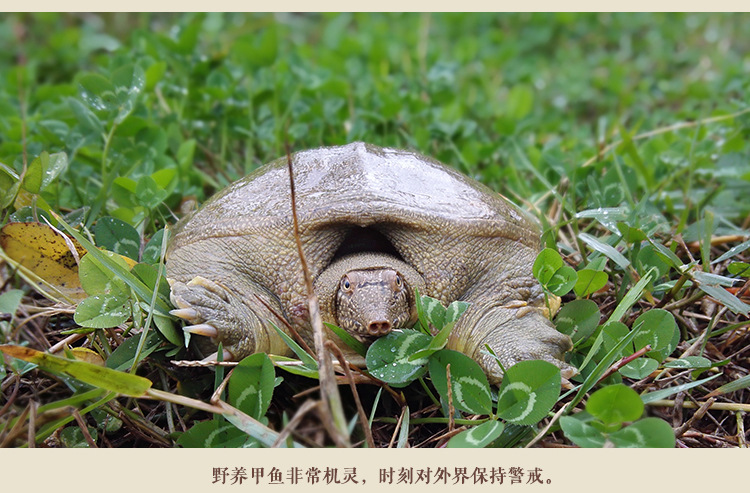 甲鱼详情页_12