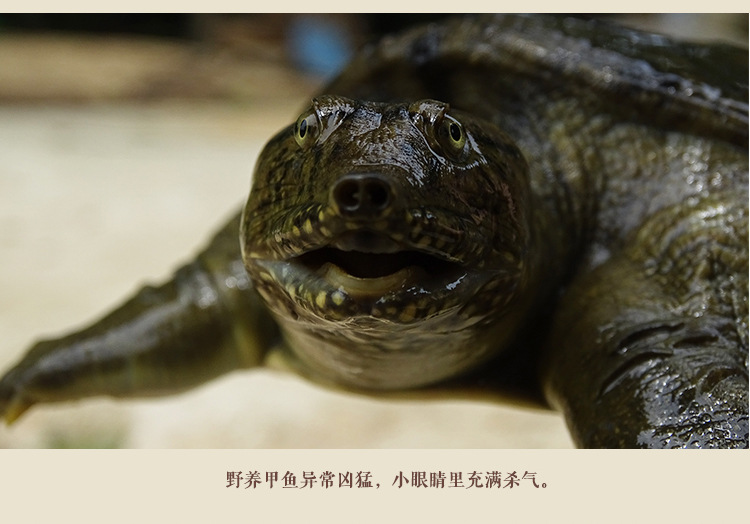 甲鱼详情页_13