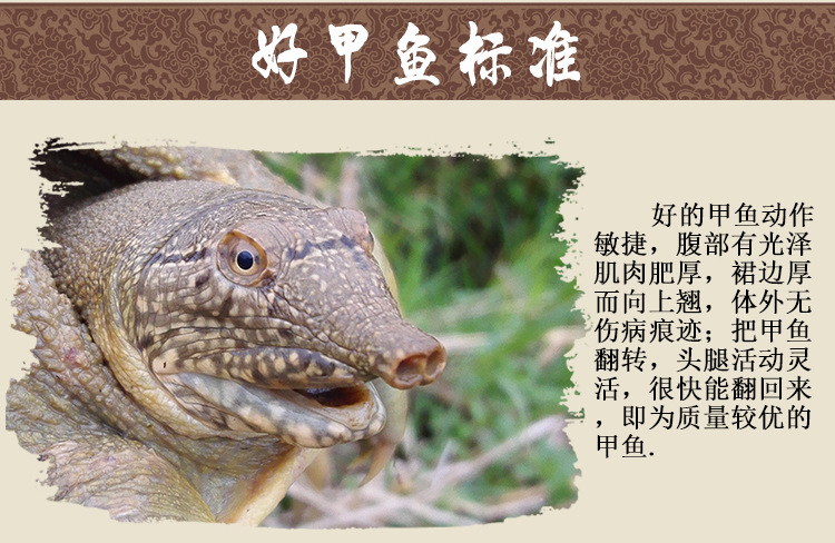 甲鱼详情页_14