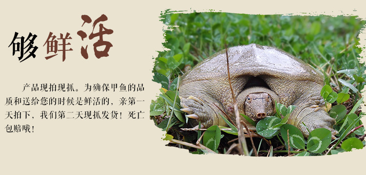 甲鱼详情页_05