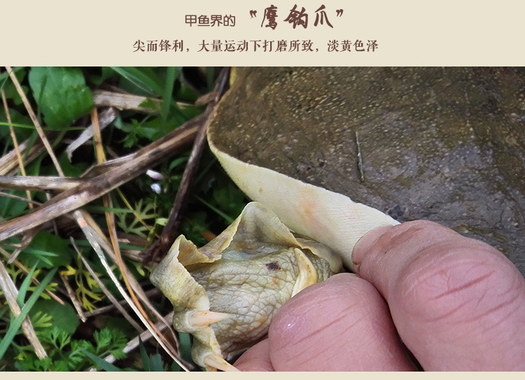 甲鱼详情页_08