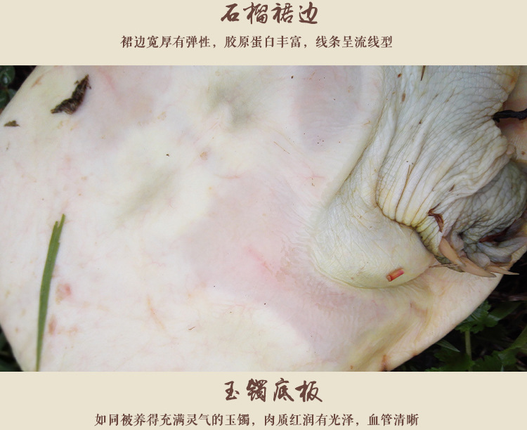 甲鱼详情页_09