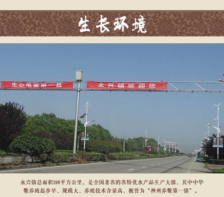 甲鱼详情页_10